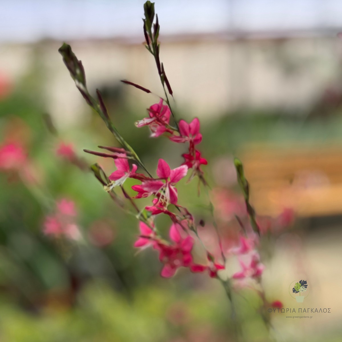 Γκάουρα (Gaura lindheimeri) | Πολυετές Ανθοφόρο Φυτό με Συνεχή Ανθοφορία - 2 lt